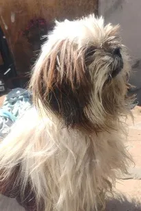 Cachorro raça Shitzu idade 2 anos nome Desconhecido 