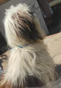 Cachorro raça Shitzu idade 2 anos nome Desconhecido 