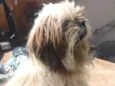 Desconhecido 