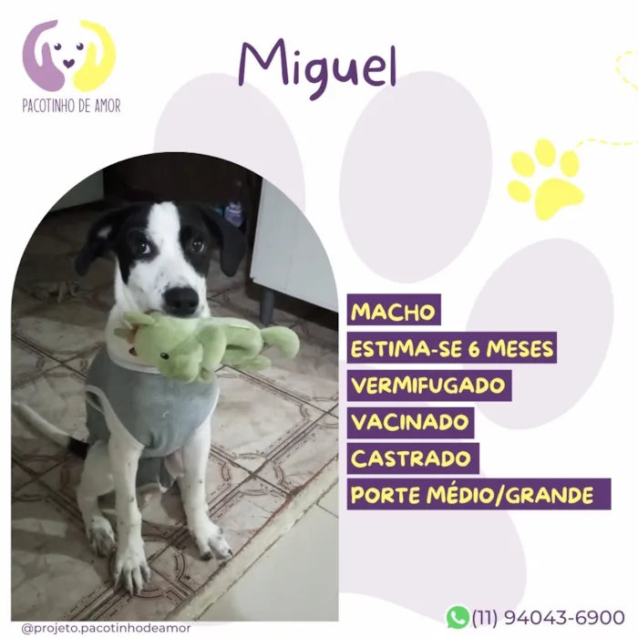 Cachorro raça SRD-ViraLata idade 2 a 6 meses nome Miguel