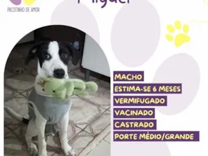 Cachorro raça SRD-ViraLata idade 2 a 6 meses nome Miguel