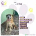 Tieta