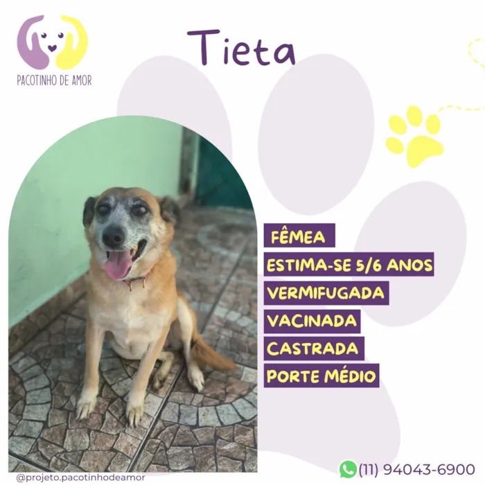Cachorro raça SRD-ViraLata idade 6 ou mais anos nome Tieta