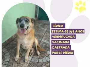 Cachorro raça SRD-ViraLata idade 6 ou mais anos nome Tieta