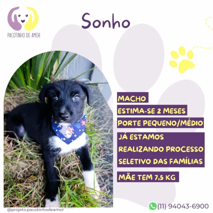 Cachorro raça SRD-ViraLata idade 2 a 6 meses nome Sonho