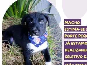 Cachorro raça SRD-ViraLata idade 2 a 6 meses nome Sonho