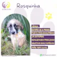 Rosquinha