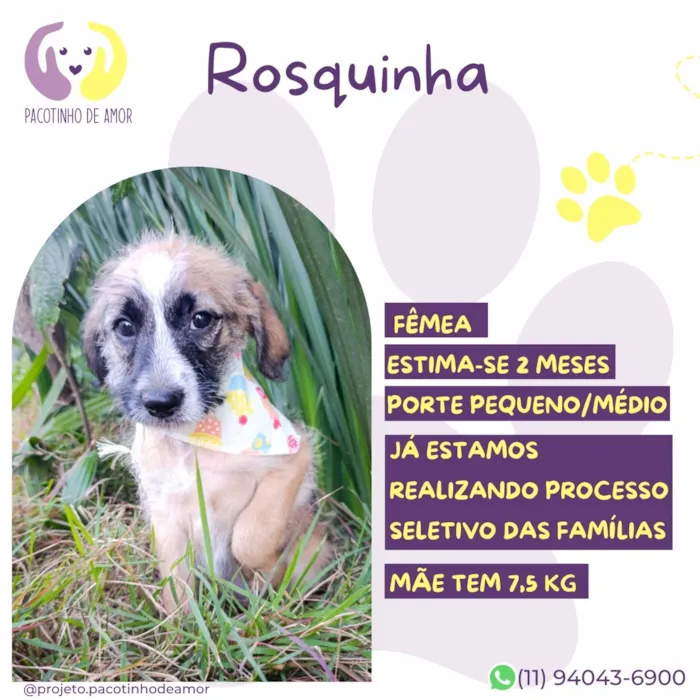 Cachorro raça SRD-ViraLata idade 2 a 6 meses nome Rosquinha