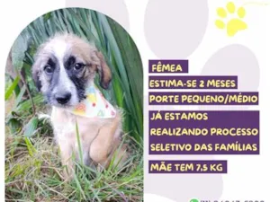 Cachorro raça SRD-ViraLata idade 2 a 6 meses nome Rosquinha