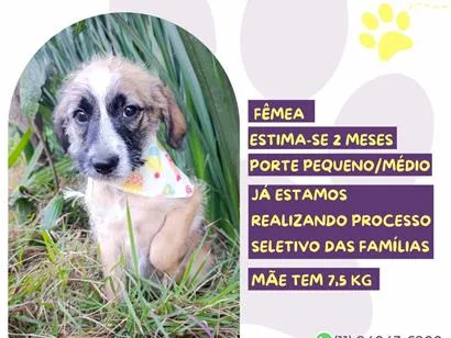 Cachorro raça SRD-ViraLata idade 2 a 6 meses nome Rosquinha