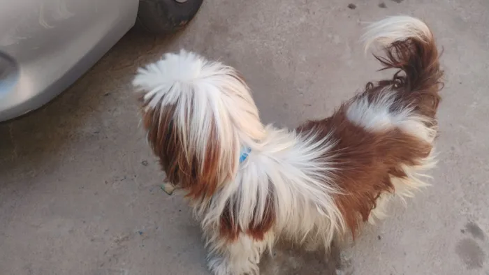 Cachorro raça Shitzu idade 2 anos nome Desconhecido 