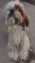 Desconhecido 