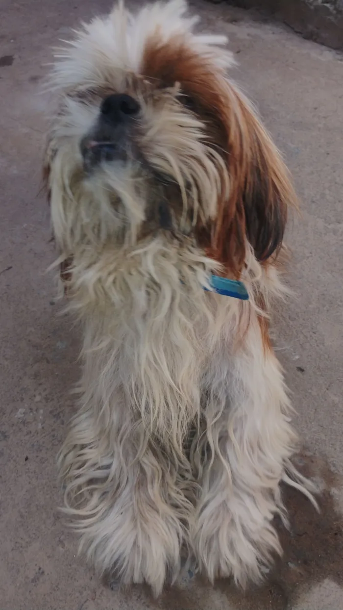 Cachorro raça Shitzu idade 2 anos nome Desconhecido 