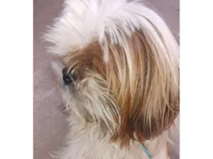 Cachorro raça Shitzu idade 2 anos nome Desconhecido 