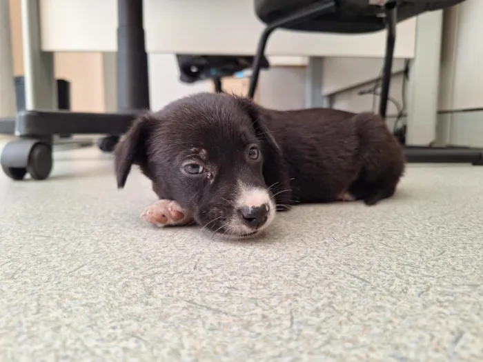 Cachorro raça SRD-ViraLata idade 2 a 6 meses nome Sem nome