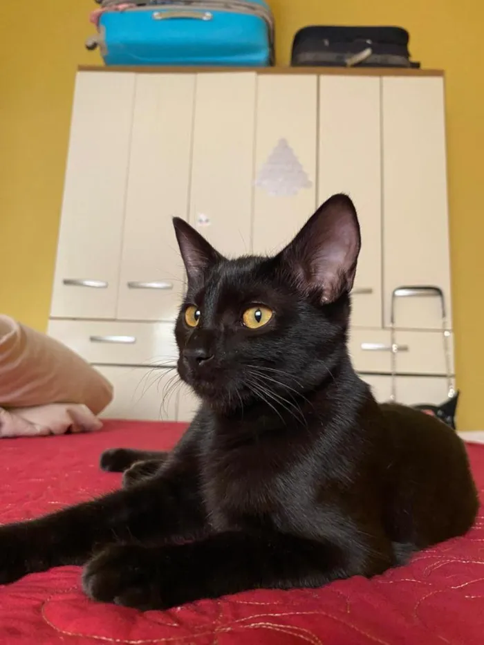 Gato raça SRD-ViraLata idade 7 a 11 meses nome simone