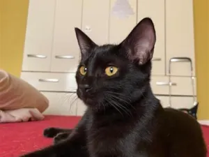 Gato raça SRD-ViraLata idade 7 a 11 meses nome simone