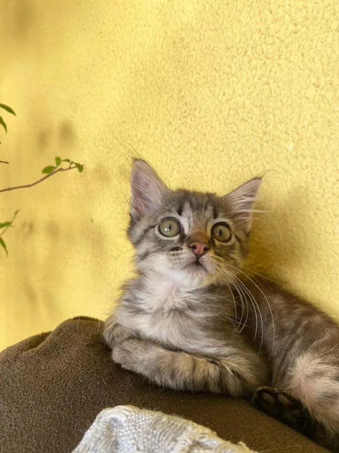 Gato raça SRD-ViraLata idade 2 a 6 meses nome guisinho
