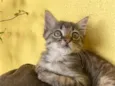 guisinho