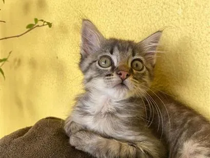 Gato raça SRD-ViraLata idade 2 a 6 meses nome guisinho