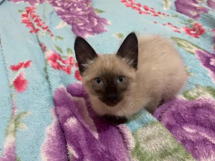 Gato raça Siamês idade 2 a 6 meses nome Kira