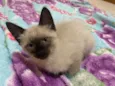 Kira