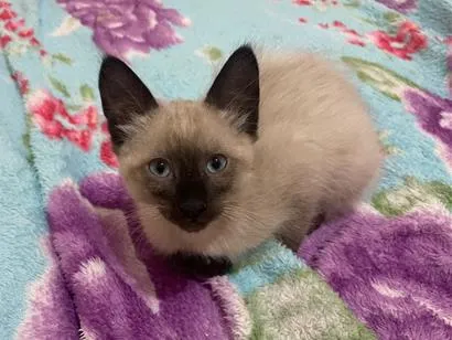 Gato raça Siamês idade 2 a 6 meses nome Kira