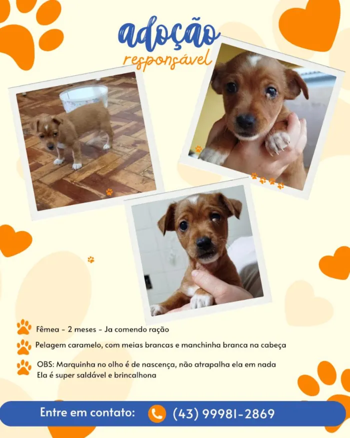 Cachorro raça SRD-ViraLata idade Abaixo de 2 meses nome Pipoquinha