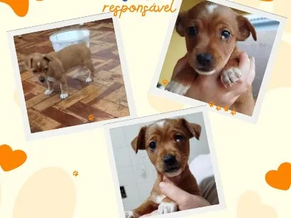Cachorro raça SRD-ViraLata idade Abaixo de 2 meses nome Pipoquinha