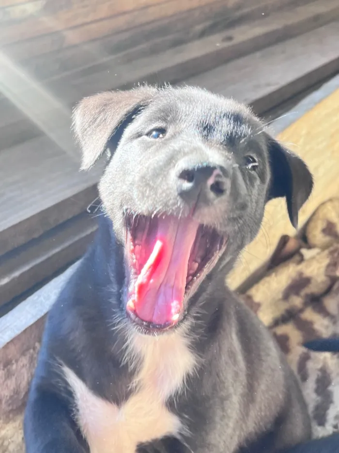 Cachorro raça SRD-ViraLata idade 2 a 6 meses nome Sem nome
