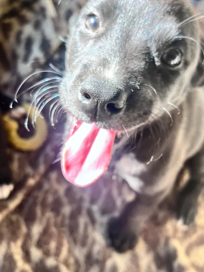 Cachorro raça SRD-ViraLata idade 2 a 6 meses nome Sem nome