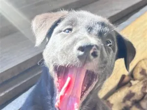Cachorro raça SRD-ViraLata idade 2 a 6 meses nome Sem nome