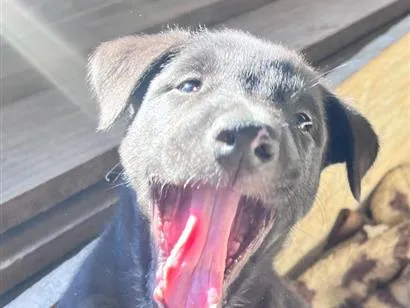 Cachorro raça SRD-ViraLata idade 2 a 6 meses nome Sem nome