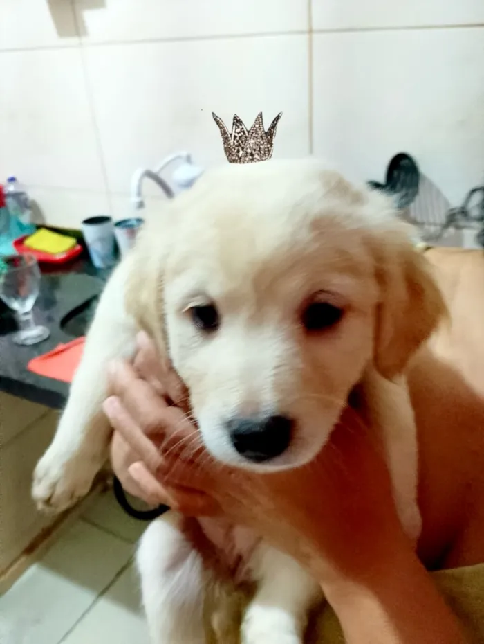 Cachorro raça SRD-ViraLata idade 2 a 6 meses nome Laka bb2 meses linda 