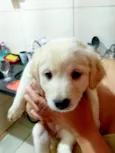 Laka bb2 meses linda 