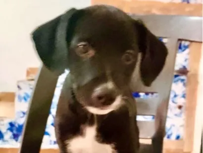 Cachorro raça SRD-ViraLata idade 2 a 6 meses nome Cookie bb2meses