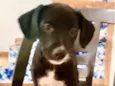 Cookie bb2meses