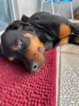 Brutus