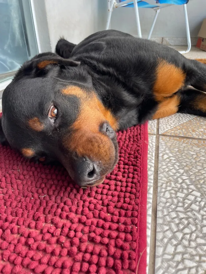 Cachorro raça Rottweiler idade 2 anos nome Brutus