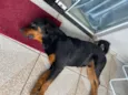 Brutus