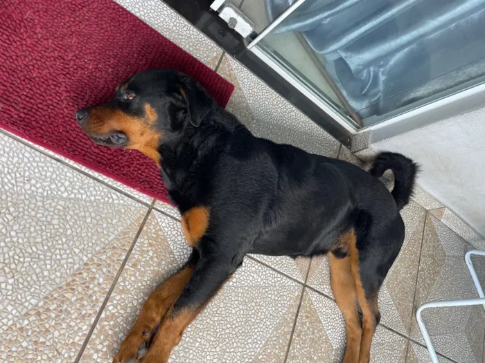 Cachorro raça Rottweiler idade 2 anos nome Brutus