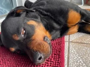 Cachorro raça Rottweiler idade 2 anos nome Brutus