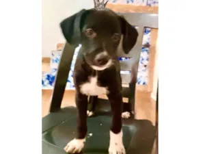 Cachorro raça SRD-ViraLata idade 2 a 6 meses nome Cookie bb2meses