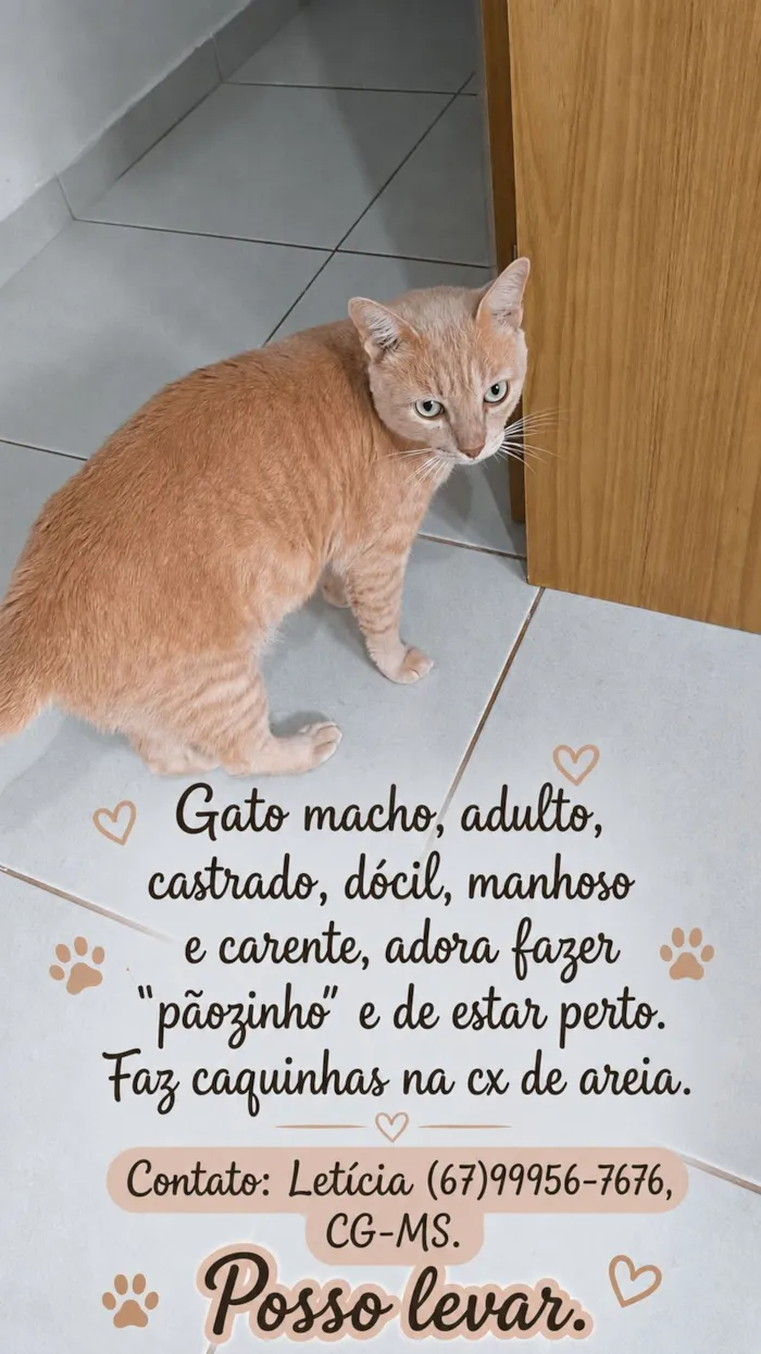 Gato raça SRD-ViraLata idade 3 anos nome Lelo