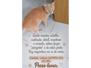 Gato raça SRD-ViraLata idade 3 anos nome Lelo