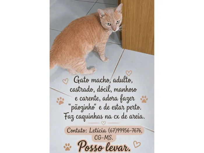 Gato raça SRD-ViraLata idade 3 anos nome Lelo