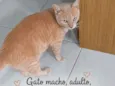 Lelo