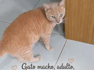 Gato raça SRD-ViraLata idade 3 anos nome Lelo