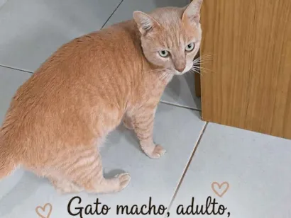 Gato raça SRD-ViraLata idade 3 anos nome Lelo
