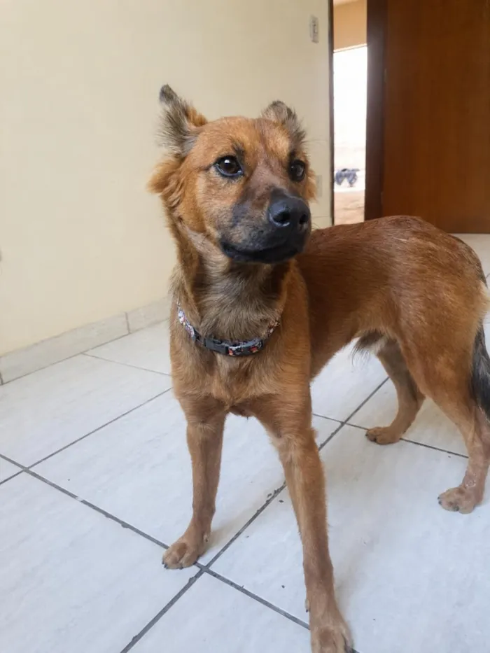 Cachorro raça SRD-ViraLata idade 7 a 11 meses nome Zeus